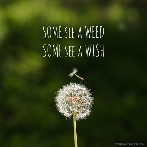 Some see a weed some see a wish quote | Dandelion images | Pictures of spring season | Why I Love Spring. Trees Poetry, Spring Quotes, A Dandelion, Spring Pictures, Moral Values, Wish Quotes, Make A Wish, Beautiful Quotes, The Words