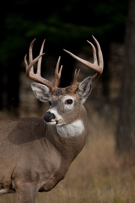 Whitetail Deer Photography, Whitetail Deer Pictures, Male Deer, Deer Photography, Whitetail Deer Hunting, Animal Photography Wildlife, Big Deer, Deer Drawing, Glowing Effect