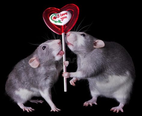 Valentine Lollipop, Animal Intelligence, Cat Species, Cute Rats, Mouse Rat, Killer Whales, Rodents, Cute Images, Ravens