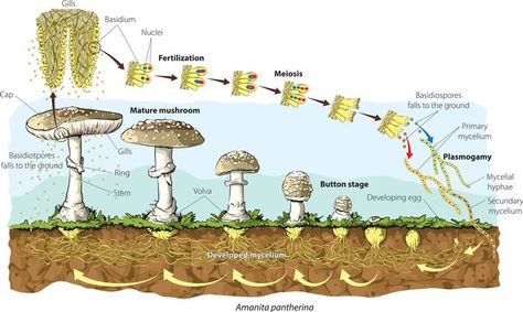 Mushroom Life Cycle - Learn All You Need To Know Here Mushroom Species, Mushroom Stock, Biology Resources, Mushroom Cultivation, Stall Shower, Stall Shower Curtain, Edible Mushrooms, Beautiful Bugs, Scientific Illustration