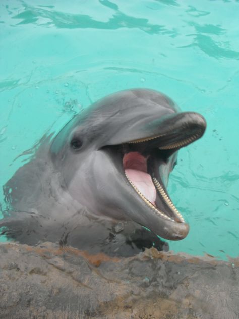 Dolphin Facts, Dolphin Images, Dolphin Photos, Baby Dolphins, Images Of Animals, Deep Sea Creatures, Beautiful Sea Creatures, Animal Advocacy, Cute Wild Animals