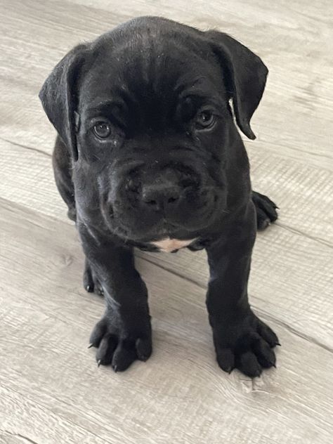 Cane Corso female puppies for sale Female Cane Corso, Came Corso Black, Cane Corso Puppy, Cane Corso Without Cropped Ears, Black Brindle Cane Corso, Kane Korso Cane Corso, Cane Corso For Sale, Cane Corso Puppies, Puppies For Sale Near Me