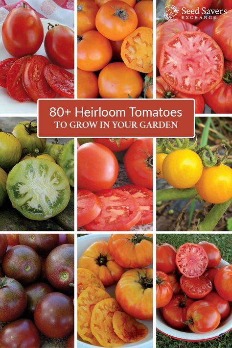 Interested in growing heirloom tomatoes? Search over 80 varieties and find the right kinds for your garden. http://www.seedsavers.org/category/tomato Growing Heirloom Tomatoes, Pruning Tomatoes, Tanaman Tomat, Heirloom Tomatoes Varieties, Best Tasting Tomatoes, Growing Tomatoes Indoors, Tomatoes Growing, Growing Tomato, Tips For Growing Tomatoes