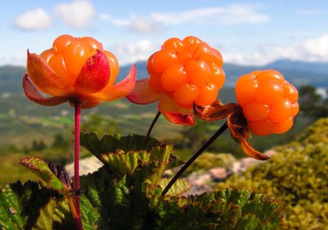 Cloudberry Plant Rubus chamaemorus, though not the same as the berry now called 'mulberry,' is a rhizomatous herb native to alpine and arctic tundra and boreal forest, producing amber-colored edible fruit similar to the raspberry or blackberry. Wikipedia Northern Canada, Boreal Forest, Nordic Countries, Wild Plants, Organic Seeds, Delicious Fruit, Improve Digestion, Exotic Flowers, Newfoundland