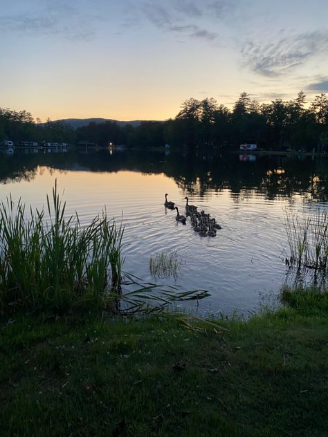 Ducks At A Pond, Pond Reference Photo, Duck In Pond, Pond With Ducks, Ducks In Pond, Ducks In A Pond, Pond Aesthetic, Pretty Lake, Wlw Wedding