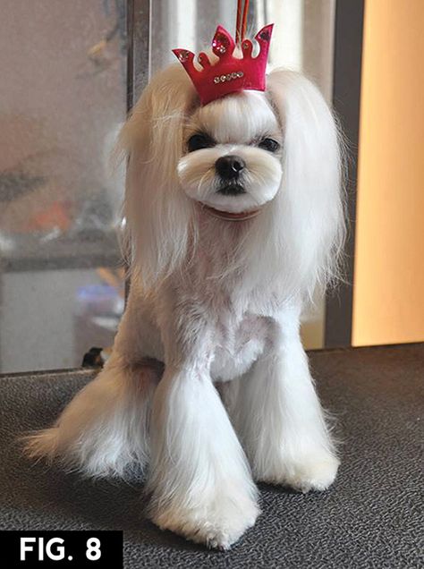 Maltese Grooming, Dog Grooming Diy, Grooming Ideas, Dog Grooming Salons, Grooming Style, Dog Haircuts, Dog Suit, Dog Grooming Business, Exotic Animals