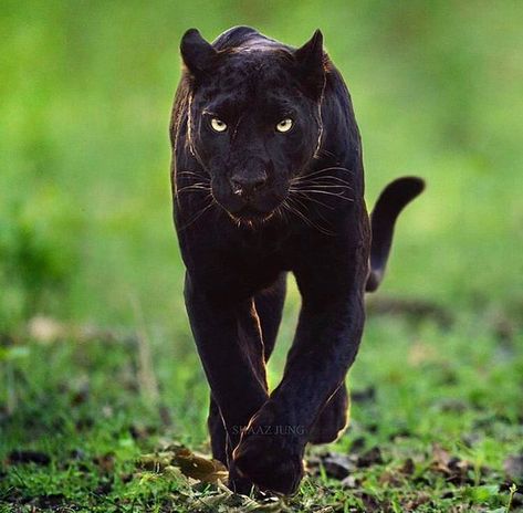 CALLAS wagner : „@Lionginger @PhysicsAndAstr1 @snowonmountains OHHHHHHH, NOOOOOO 🥰🥰🥰 -- BLACK  PANTHER  EXIST   CERTAINLY😛😛😛 Panther Pictures, Panther Cat, Animal Photography Wildlife, Black Panthers, Airbrush Art, Wildlife Animals, Animal Wallpaper, Jungle Animals, Nature Animals