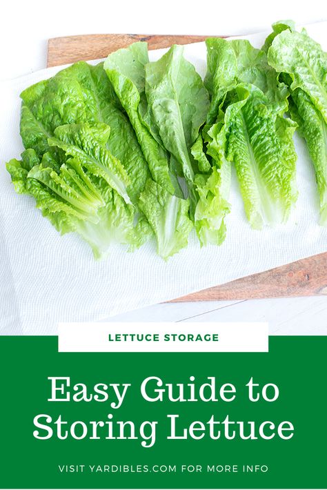 How To Prep Lettuce How To Store, How To Store Lettuce In Fridge, Best Way To Store Lettuce, Lettuce Storage How To Store, How To Wash Romaine Lettuce, Best Way To Store Lettuce In Fridge, How To Store Romaine Lettuce In Fridge, How To Store Lettuce, Storing Lettuce