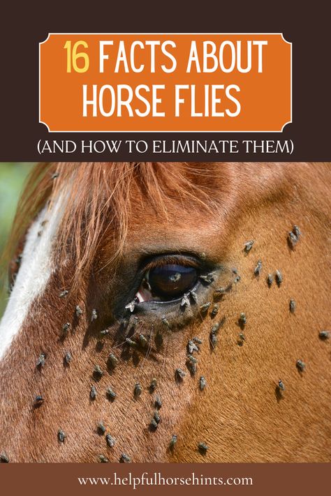 Horsefly bites are rather unpleasant, and almost everyone who spends time outdoors in the summer has experienced them at least once. Horse flies, which are actually a species of fly in the family Tabanidae, are a pest for almost any mammal. If you have livestock, such as horses or cattle, that the presence of these pests has impacted. You’ll learn everything you need to know about horse flies and how to get rid of them in this article. #mask #spray #repellent #togetrid #helpfulhorsehints Horsefly Repellent, How To Repel Flies, Fly Remedies, Fly Repellant Diy, Horse Fly Spray, Repel Flies, Mask Spray, Fly Spray For Horses, Horse Fly Masks