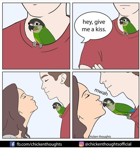 Chicken Thoughts, Bird Owner, Create A Comic, Parrots Art, Funny Parrots, Blue Boy, Funny Birds, Two Birds, Animal Behavior