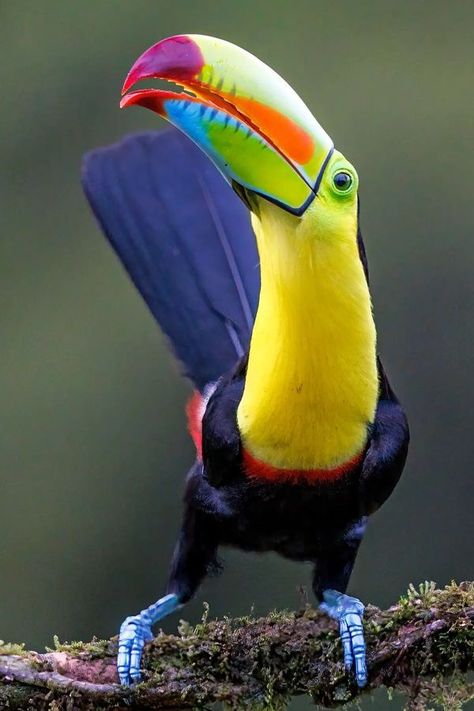 Keel Billed Toucan, Rainforest Animals, Colorful Bird, Big Bird, Exotic Birds, Tropical Birds, Bird Drawings, Colorful Birds, Beautiful Butterflies