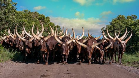 Ankole Cattle, Animals With Horns, Long Horns, Wild Animals Photography, Livestock Farming, Central Africa, Africa Safari, Rare Animals, Primates