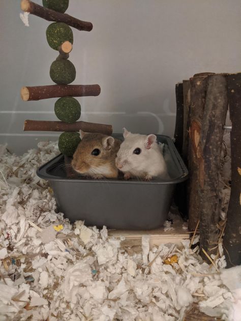 Gerbils Cute, Cute Gerbils, Pet Gerbils, Gerbil Toys, Gerbil Cages, Animals Information, Baby Hamster, Mouse Rat, Gerbil