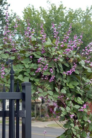 Hyacinth Bean Vine - will grow 10 feet tall in one summer season - great to almost instantly fill a trellis or to climb a post or pole.  Collect the purple pods in fall, store them over the winter and replant in Spring.  Neverending purple flowers all summer! Hyacinth Bean, Hyacinth Bean Vine, Growing Vines, Plants Ideas, Garden Vines, Garden Decor Ideas, Magic Garden, Climbing Vines, One Summer