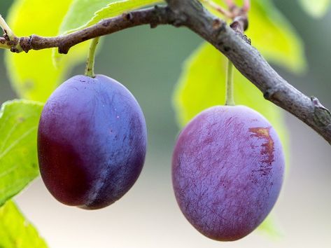 How to Space Fruit on Trees in Backyard Orchard Types Of Plums, Plum Seed, Seed Raising, Rabbit Treats, Orchard Garden, Garden Organization, Bing Cherries, Plum Fruit, Plum Tree