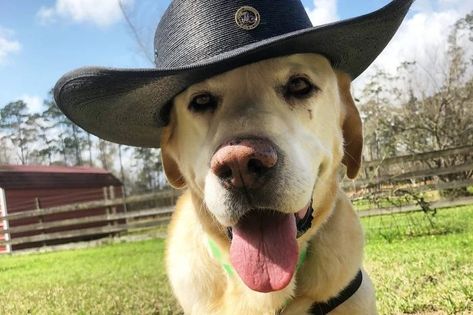 30 Funny Dog Photos You Need to See | The Family Handyman Funny Dog Photos, Perfectly Timed Photos, Best Dog Breeds, Yellow Lab, Funny Dog Pictures, Funny Dog Videos, Puppy Pictures, Cartoon Dog, Cowboy Hat