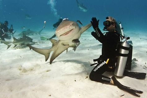 Best High Five Ever Shark Pictures, Sharks Funny, Memes Of The Day, Cute Shark, Shark Week, Silly Animals, Marine Animals, Ocean Creatures, High Five