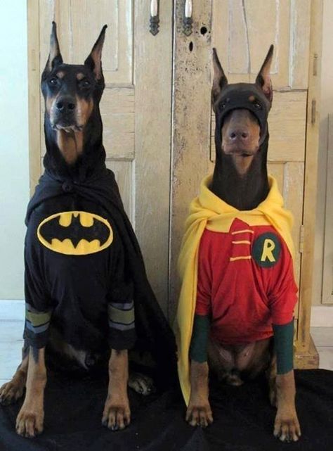 Batman And Robin Costumes, Psy I Szczenięta, Pet Halloween Costumes, Doberman Dogs, Batman And Robin, Dog Halloween Costumes, Memes Humor, Dog Costumes, Halloween Animals