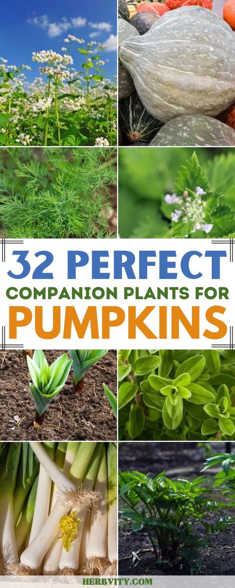 Pumpkins are a favorite for many gardeners, whether you have space for one or a whole plot. Companion plants can help make the best use of your space and improve pollination, yield and overall success with these delicious fall veggies. Variety Of Flowers, Companion Gardening, Fall Veggies, Garden Companion Planting, Bee Friendly Garden, Planting Pumpkins, Pumpkin Garden, Benefits Of Gardening, Growing Pumpkins