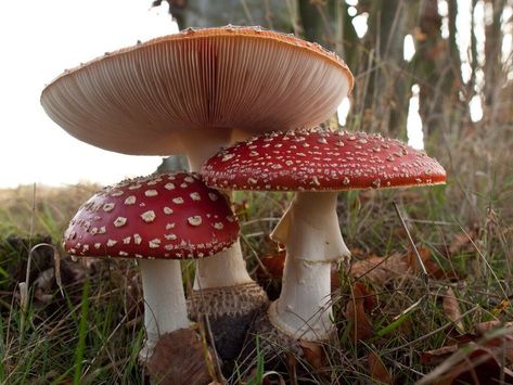 cottagecore fly agaric mushroom cute, but deadly….. Ua Oc, Emilycore Aesthetic, Mushroom Pictures, Fairy Aesthetic, Mushroom Fungi, Cottagecore Aesthetic, Mushroom Art, Oblivion, Forest Fairy