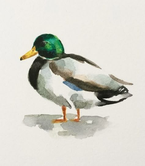 Acrylic Animal Paintings Easy, Watercolour Duck, Watercolour Wildlife, Wildlife Watercolor, Watercolor Paintings Of Animals, Watercolor Birds, Duck Art, Watercolor Tips, Watercolor Pictures