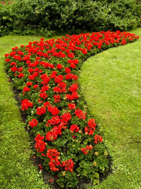 Red Geraniums Garden, Red Flowers Garden, Garage Trellis, Geraniums Garden, Mango Flower, Rose Fertilizer, Low Growing Shrubs, Ground Cover Roses, Flower Bed Designs