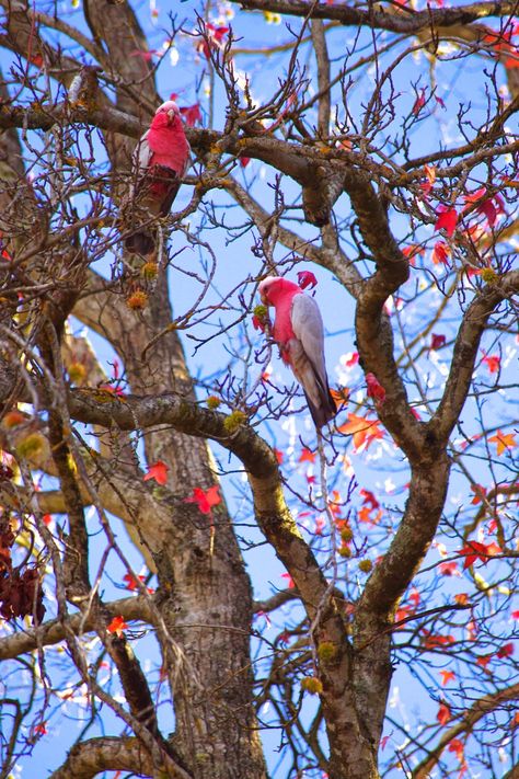 Autumn in the Adelaide Hills, South Australia Autumn In Australia, Australia Autumn, Beautiful Australia, Voodoo Spells, Adelaide Hills, Adelaide South Australia, Australian Wildlife, Autumn Colours, Australian Birds