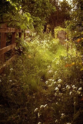 Path In The Woods, Trees And Flowers, Have Inspiration, Secret Gardens, Enchanted Garden, The Secret Garden, Nature Aesthetic, Dream Garden, Country Life