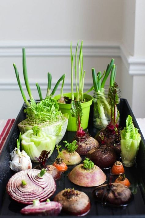 Vegetables, Herbs and Fruits You Can Easily Regrow From Kitchen Scraps Vegetables You Can Grow From Scraps, Regrowing Vegetables, Grow From Scraps, Regrow Lettuce, Cabbage Varieties, Regrow Vegetables, Growing Mushrooms At Home, Ginger Roots, Growing Pineapple