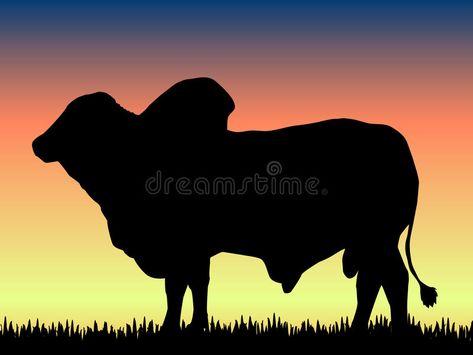 Brahma Bull. Vector illustration of a brahman bull silhouette against an evening #Sponsored , #Sponsored, #affiliate, #Bull, #illustration, #silhouette, #Vector Brahman Bull Drawing, Cattle Silhouette, Brahman Bull, Bull Illustration, Bull Silhouette, Brahma Bull, Sky Illustration, Cow Pictures, Silhouette Clip Art