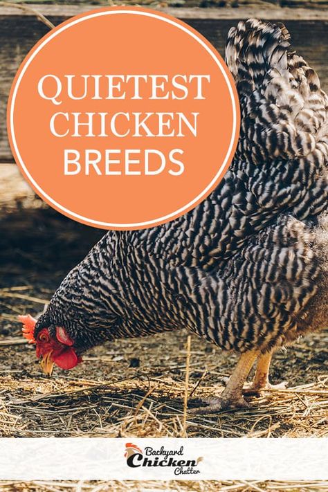 Chickens Breeds, Chicken Breeds For Eggs, Backyard Chickens Diy, Different Breeds Of Chickens, Breeds Of Chickens, Wyandotte Chicken, Cheap Chicken Coops, Rooster Breeds, Backyard Coop