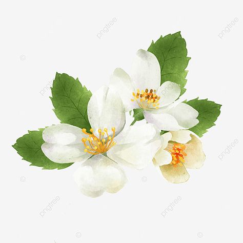 fresh jasmine watercolor flowers Jasmine Watercolor, Watercolor Png, Flowers Watercolor, Clipart Images, Png Transparent, Png Clipart, Free Png, Png Image, Watercolor Flowers