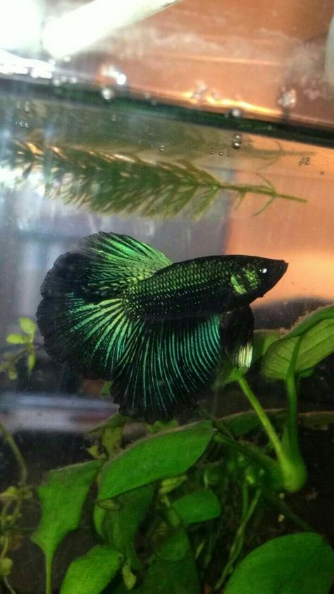 BF Green Scales, Fish Tank Terrarium, Betta Fish Types, Cool Fish Tanks, Fish Tank Design, Betta Aquarium, Pretty Fish, Betta Fish Care, Betta Tank