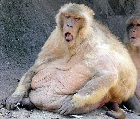 I feel like my picture needs to be added to this list.   25 Animals That Are Too Fat To Function Fat Animals, Behind Blue Eyes, Mandrill, Workout Humor, I Work Out, How I Feel, Bones Funny, Monkeys, Make Me Smile