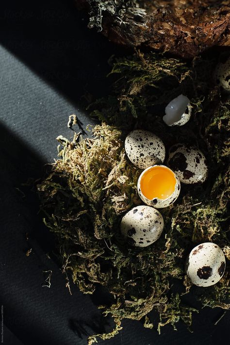 From above cracked and whole quail eggs in dry moss on dark background. Quail Eggs Photography, Egg Photography Creative, Egg Photoshoot, Eggs Photography, Egg Photography, Moody Food Photography, Dark Food Photography, Easter Arrangement, Photography Assignments