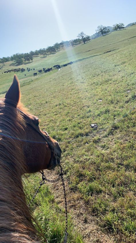 Rodeo life. Ranch life. Punchy Foto Cowgirl, Chaotic Academia, Country Things, Aesthetic Core, Southern Belle, Insta Photo Ideas, Fake Story, Ponies, Photo Ideas