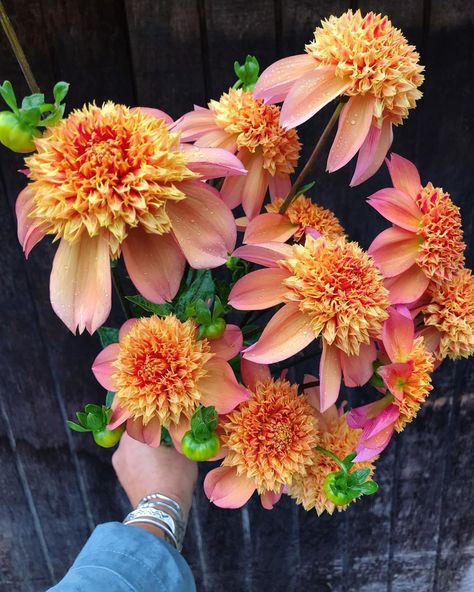 Sandia Brocade Dahlia, Anemone Dahlia, Selling Flowers, Style Development, No Picture, Dahlia Tubers, Dahlias Garden, Overwintering, April May