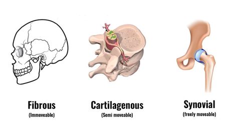 Types of Joints | The Skeleton & Bones | Anatomy & Physiology Epiphyseal Plate, Types Of Joints, Joints Anatomy, Anatomy Education, Human Skeleton Anatomy, Doctor Quotes Medical, Medical Assistant Student, Types Of Bones, Medicine Notes