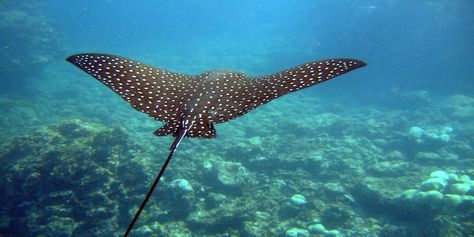 I will never forget seeing 3 of these dudes In the shallow marina in St. Croix with the sun rays coming down through the water on top of them! Stingray Fish, Aquarium Photos, Spotted Eagle Ray, Belize Barrier Reef, Eagle Ray, Bawah Air, Underwater Sea, Live Animals, Types Of Fish