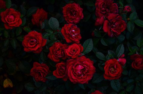 Rose Desktop Wallpaper, Red Asthetics Wallpaper, Dark Flowers Laptop Wallpaper, Roses Desktop Wallpaper, Red Roses Wallpaper Laptop, Dark Red Flowers Wallpaper, Dark Red Roses Wallpaper Aesthetic, Violet Evergreen, Red Gothic