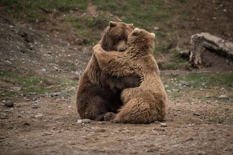 Hugging Bears Bears Cuddling, Silly Bears, Bears Hugging, Bears In Love, Bears Sitting, Animals In Love, Silly Bear, Bear Couple, Two Bears