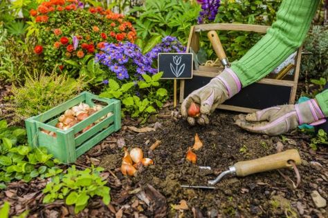 Start Thinking About Your Spring Garden Now | Earth911.com Iris Flowers Garden, Bulb Planter Tool, Spring Backyard, Iris Bulbs, Growing Irises, Fall Backyard, Fall Clean Up, Fall Cleaning, Spring Flowering Bulbs