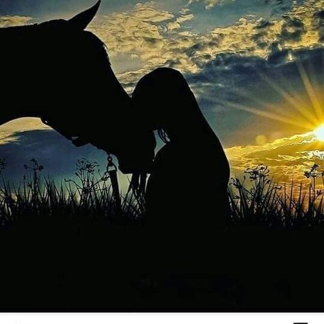 National Geographic Animals, Rare Horse Breeds, Funny Friday Memes, Horse Camp, Akhal Teke, Most Beautiful Horses, Quotes Poetry, Funny Animal Quotes, Horse Quotes