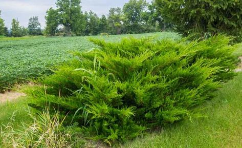 Chinese Juniper, Juniperus Chinensis, Dark Mint Green, Alpine Plants, Front Landscaping, Planting Shrubs, Coastal Gardens, Patio Plants, Traditional Garden