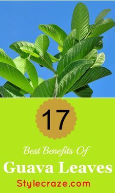 17 Best Benefits Of Guava Leaves | Guava Health + Skin Benefits @purefiji Health Benefits Of Guava, Benefits Of Guava, Guava Leaf Tea, Guava Benefits, Guava Leaves, Guava Fruit, Baking Soda Benefits, Herbal Plants, Healing Plants