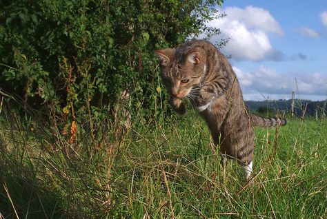 Cat Hunting Pose, Cats Hunting, Cat Hunting, Nepeta Leijon, Jumping Cat, Cat Poses, Retail Robin, Cat References, Happy Kitten