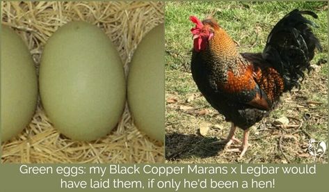 Starlight Green Egger Chicken, Chicken Egg Colors, Olive Egger, Cream Eggs, Emu Egg, Growing Garden, Eggs For Sale, Colored Eggs, Black Chickens