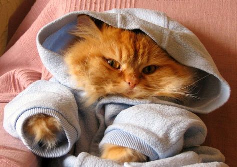 Cats In Hoodies Cute Cat Outfits, Cats Wearing Clothes, Cats In Clothes, Cats In Hats, Cat Dressed Up, Beautiful Kittens, Funny Kittens, Cat Fashion, Need A Laugh