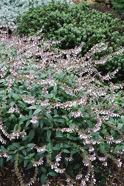 Salvia Waverly, Brick Path, Rock Garden Design, Rose Cottage, Front Garden, Rock Garden, Garden Beds, Garden Projects, Cottage Garden