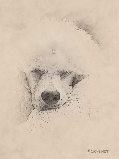 Standard poodle puppy sleeping Poodle Drawing Sketch, Poodle Sketch, Standard Poodle Puppy, Poodle Doodles, Poodle Tattoo, Poodle Drawing, Puppy Sleeping, Poodle Puppy Standard, Poodle Cuts